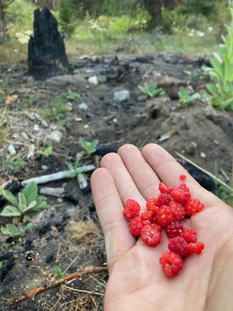 These raspberries were gone in a single bite, and they were delicious!