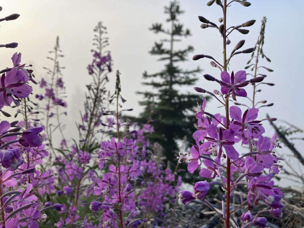 The last of the Spring flowers peppered the meadows in dots of pink and purple.