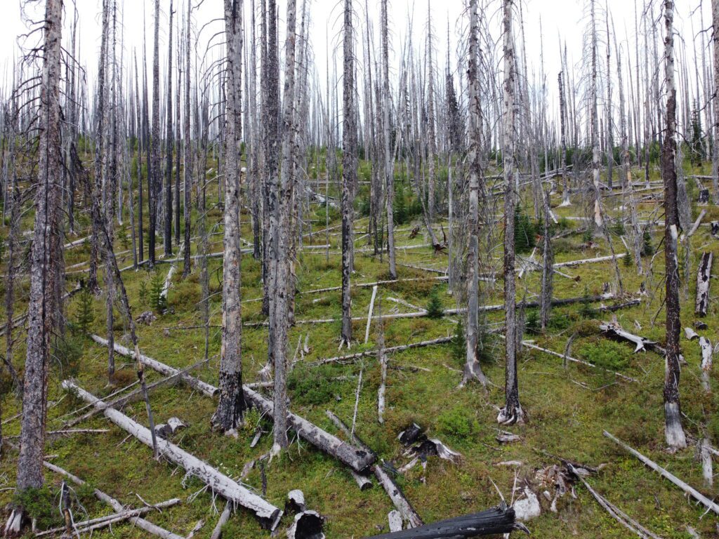 Doing some burnt forest investigation with my drone.