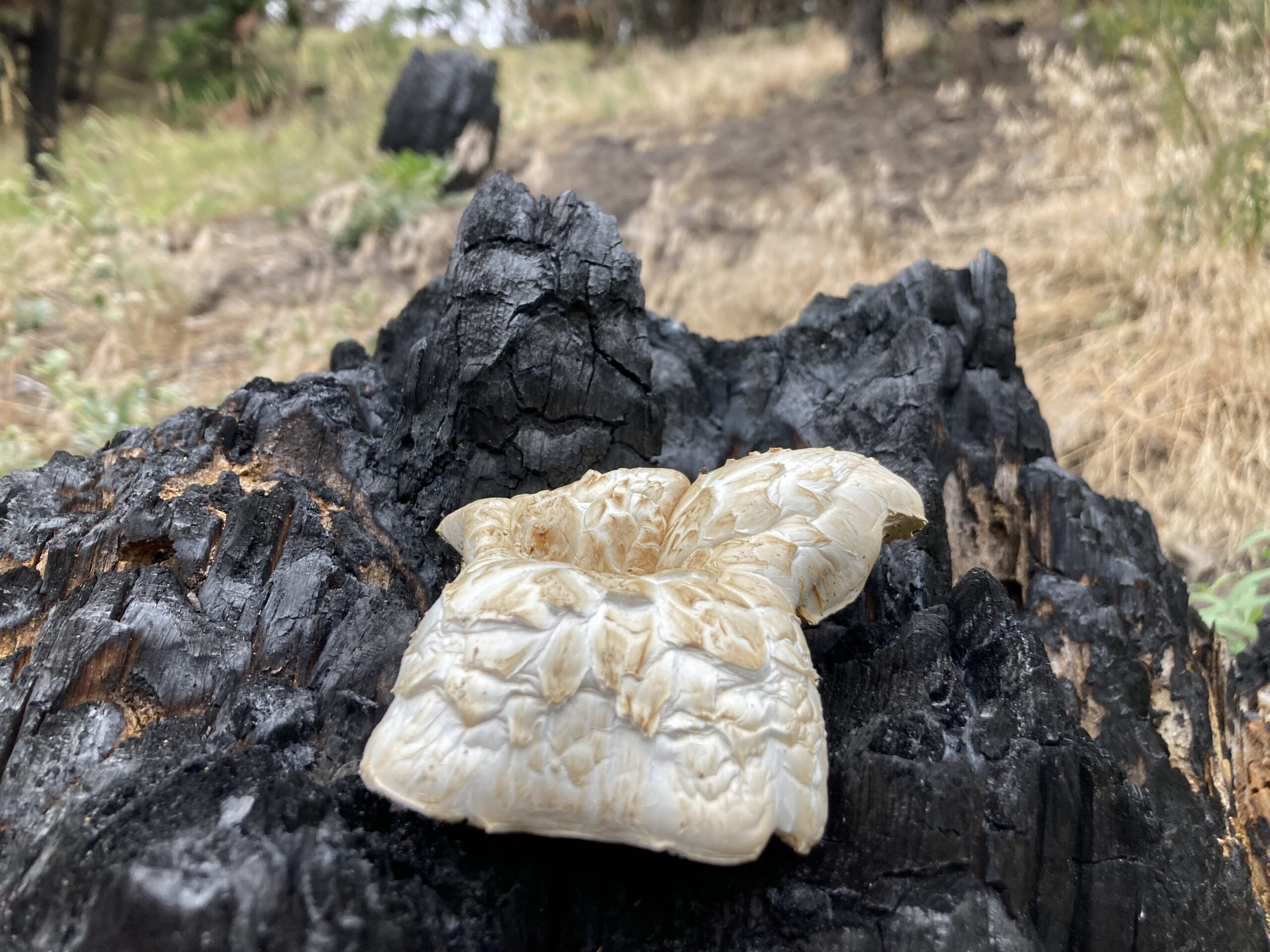 I believe this to be a giant sawgill mushroom.