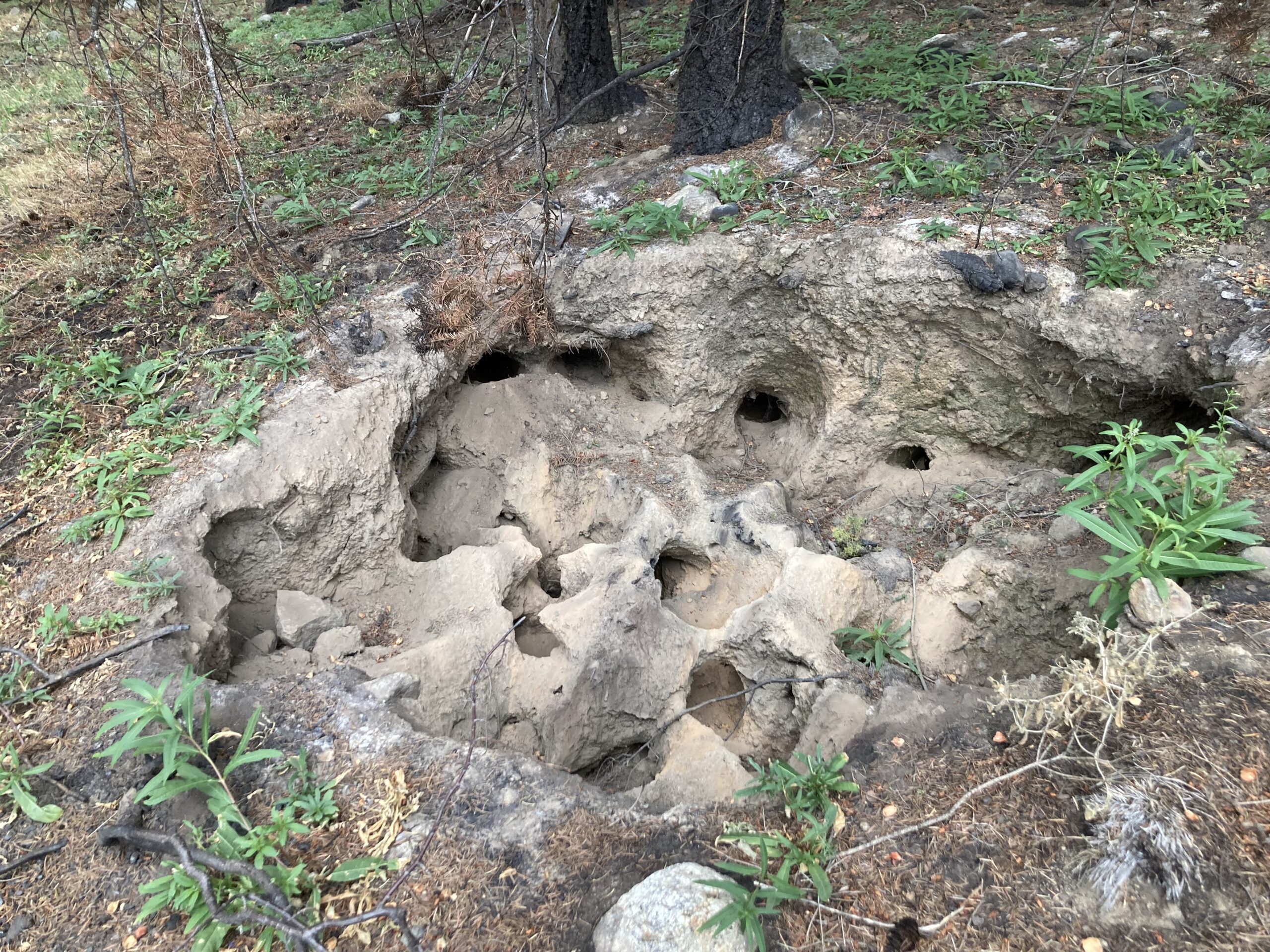 What was left of this tree and many others in the area.