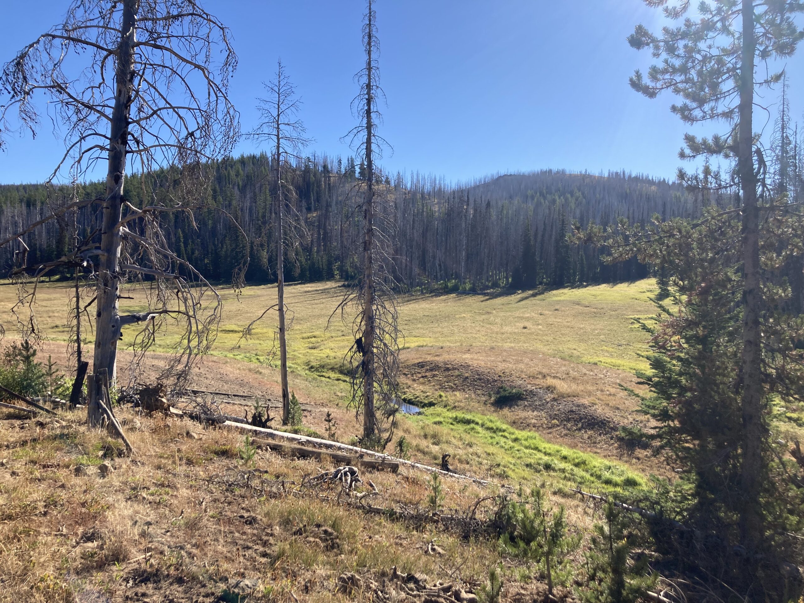 Meadow near Ken Wilcox Horse Camp