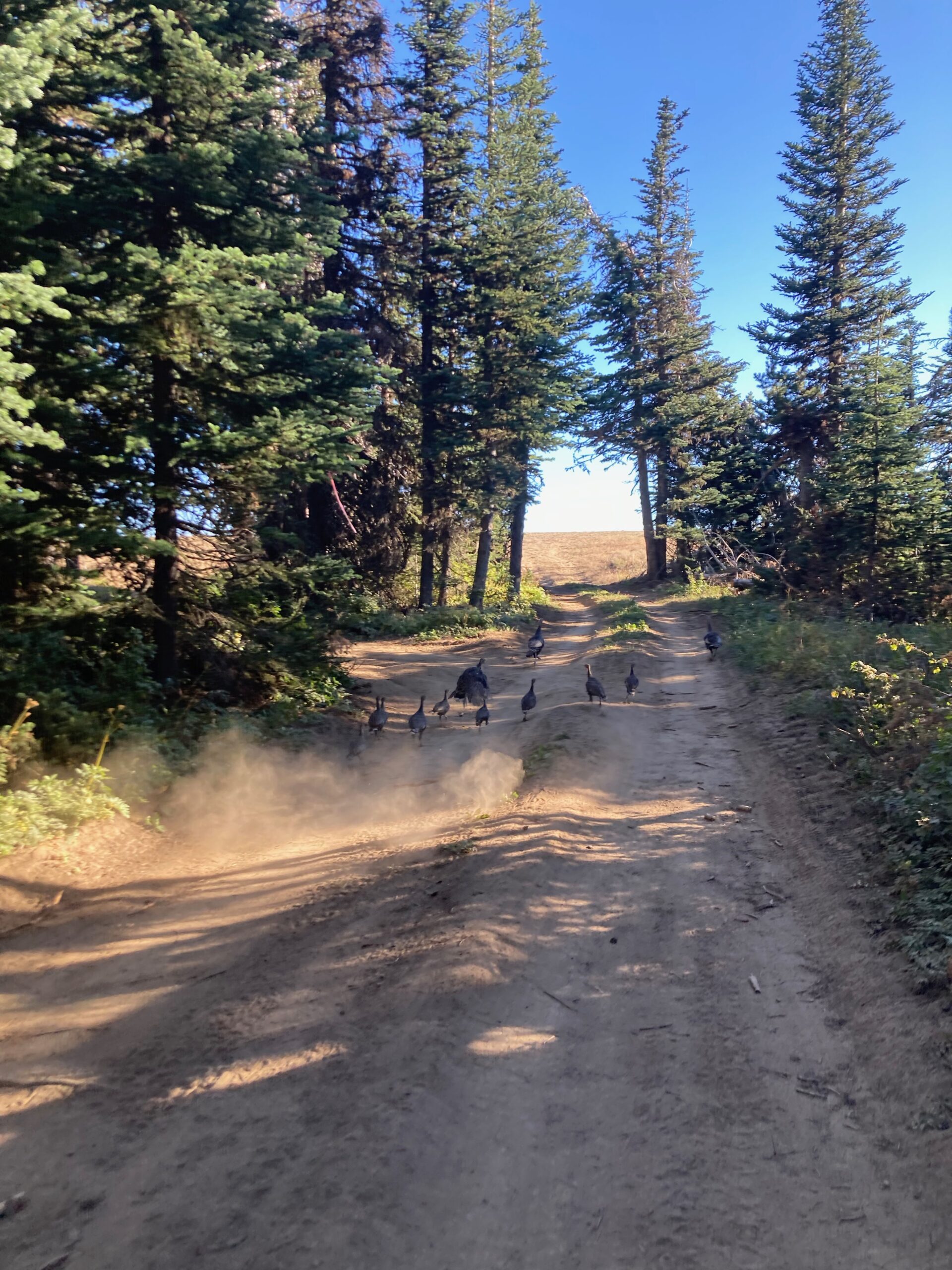 Turkeys on Bethel Ridge