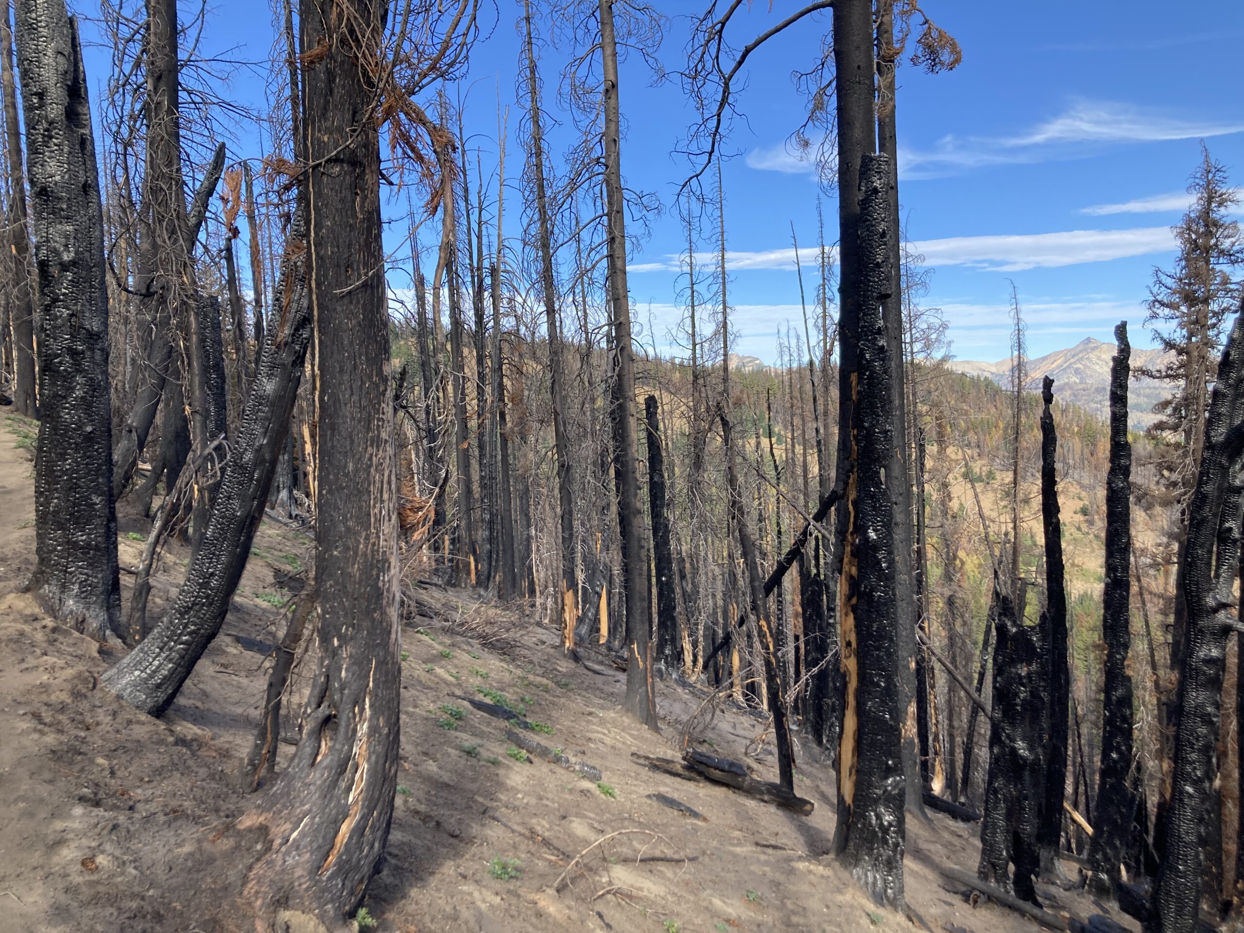 Recent Fire Shellrock Peak